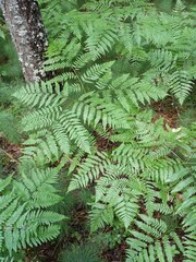 Pteridium pinetorum