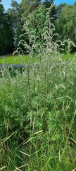 Artemisia vulgaris