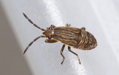 Peritrechus geniculatus