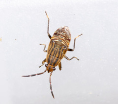 Peritrechus geniculatus