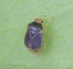 Monalocoris filicis
