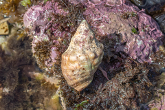 Stramonita haemastoma