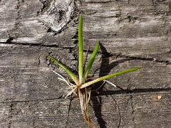 Littorella uniflora