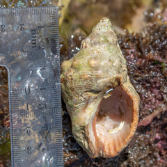 Stramonita haemastoma