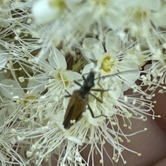 Oedemera femorata
