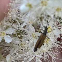 Oedemera femorata