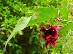 Leycesteria