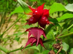 Leycesteria