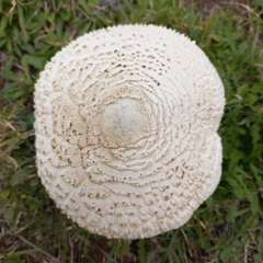Macrolepiota zeyheri