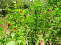 Leycesteria