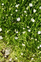 Stellaria ciliatosepala