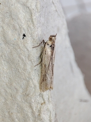 Ancylosis cinnamomella