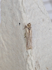Ancylosis cinnamomella