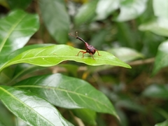 Paratrachelophorus