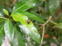 Paratrachelophorus