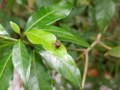 Paratrachelophorus