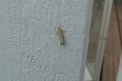 Agriphila straminella