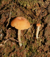 Camarophyllopsis darwinensis