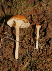 Camarophyllopsis darwinensis