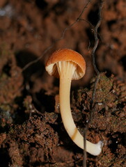 Camarophyllopsis darwinensis