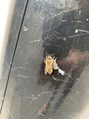 Apis mellifera