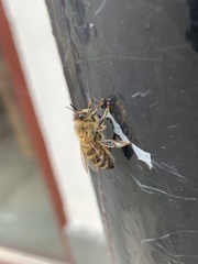 Apis mellifera