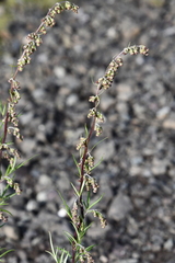 Artemisia vulgaris