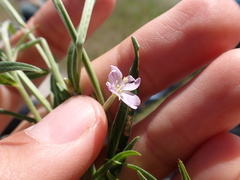 Epilobium obscurum