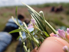 Epilobium obscurum