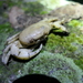 Geothelphusa chiui - Photo (c) Wen-Hsiang Cheng, some rights reserved (CC BY-NC), uploaded by Wen-Hsiang Cheng
