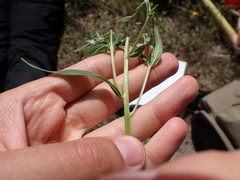 Epilobium obscurum