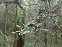Dovyalis rhamnoides