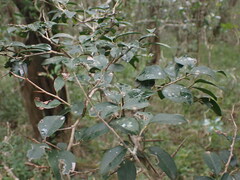 Dovyalis rhamnoides