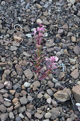 Chamaenerion angustifolium