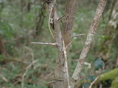 Dovyalis rhamnoides