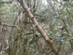 Dovyalis rhamnoides