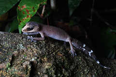 Carphodactylus laevis