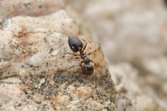 Crematogaster vagula