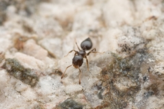 Crematogaster vagula