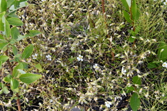 Cerastium regelii
