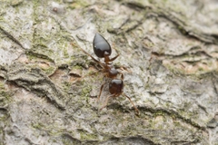 Crematogaster teranishii