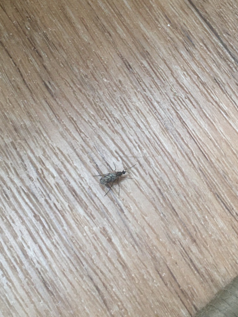 Flies from улица Чкалова, Кузнецк, Пензенская область, RU on July 09 ...