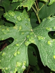 Colomerus vitis