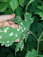 Colomerus vitis