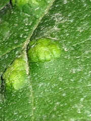 Colomerus vitis
