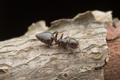 Crematogaster matsumurai