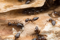 Crematogaster teranishii