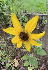 Helianthus