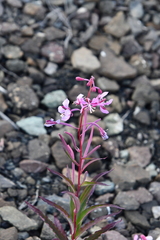 Chamaenerion angustifolium