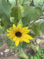 Helianthus